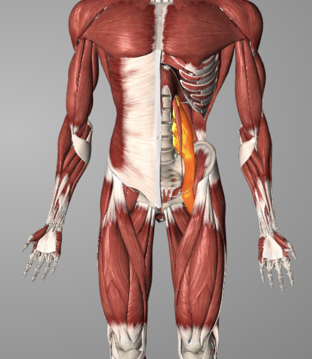 illiopsoas muscle hip flexor